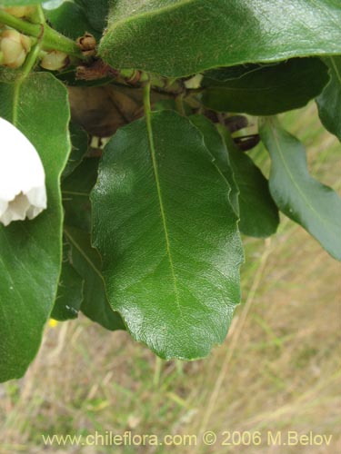 Eucryphia cordifoliaの写真